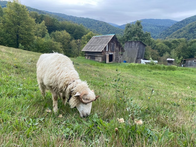 写真 ウクライナのカルパティア山脈の小さな小屋の近くの丘で羊が放牧されている