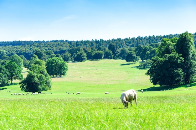 Photo sheep grazing at bakewell against the forest background of the peak district in the derbyshire dales