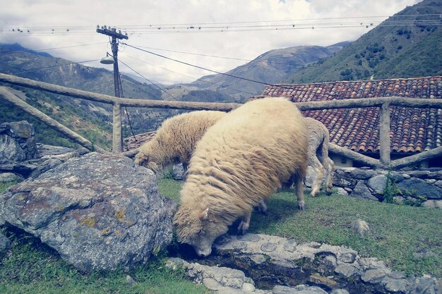 Foto pecore che pascolano vicino alla roccia e la casa contro le montagne