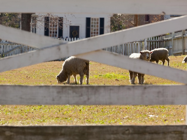 Sheep grazing behind fence