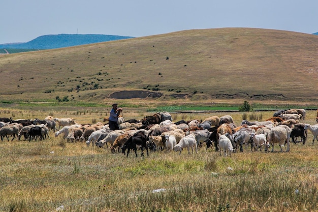 Овцы пасутся на поле на фоне ясного неба