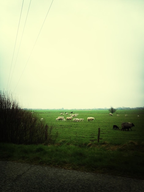 Овцы пасутся в поле на чистом небе