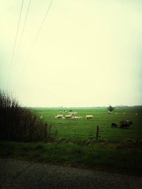 Photo sheep grazing in field against clear sky