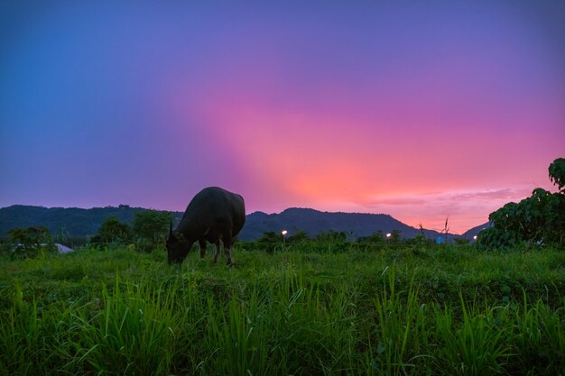 Foto pecore che pascolano sul campo contro il cielo al tramonto