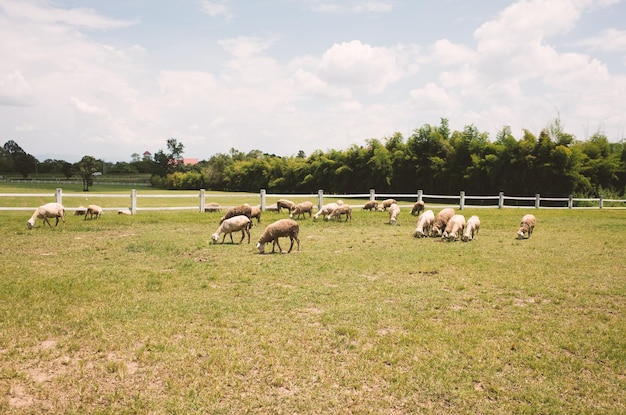 Sheep grazing on field against sky