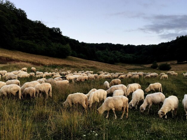 Foto pecore che pascolano sul campo contro il cielo