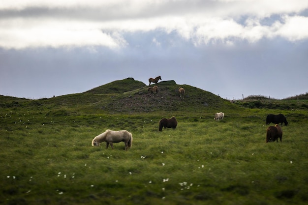 Sheep grazing on field against sky