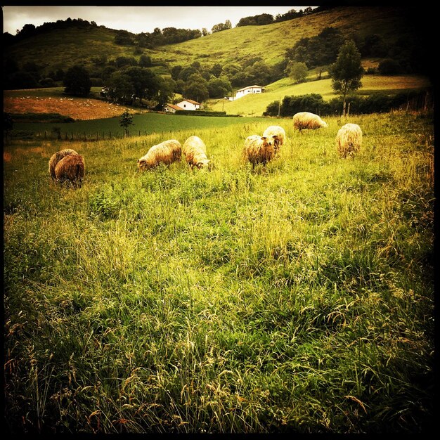 Sheep grazing on field during sunny day