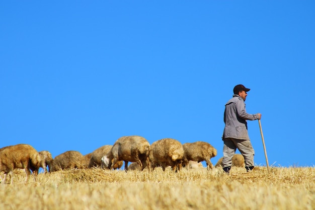 sheep grazing in the field and the shepherd