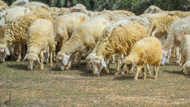 Photo sheep grazing in a field