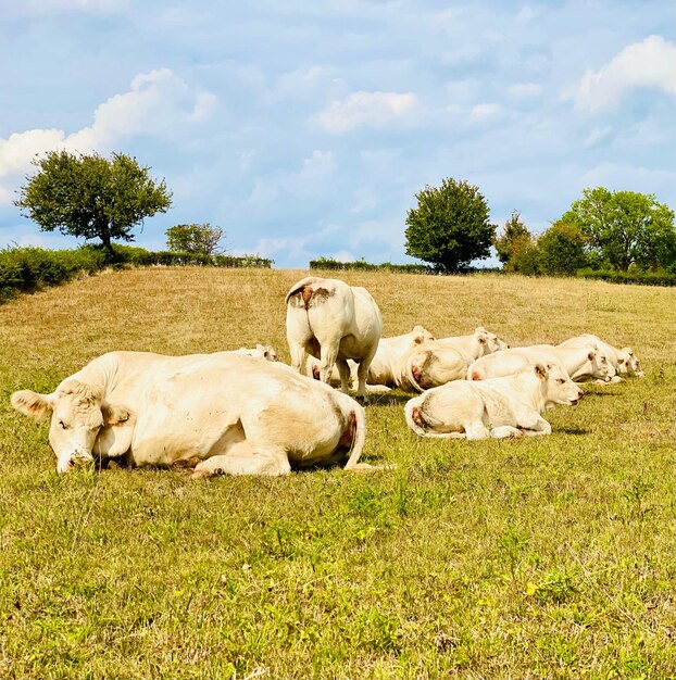 Foto pecore che pascolano sul campo