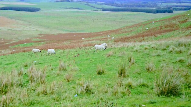 Sheep grazing in field