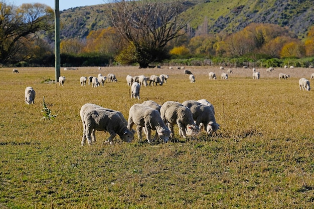 Foto pecore che pascolano in un campo