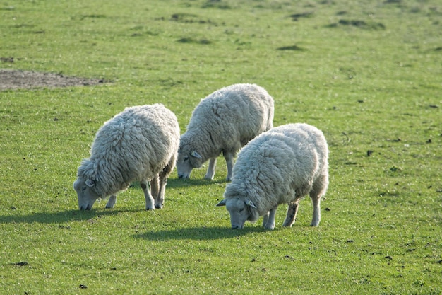 Foto pecore che pascolano nel campo