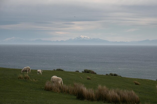 Sheep grazing in a field