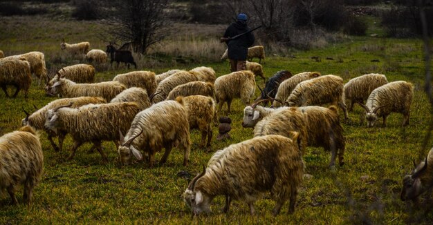 Photo sheep grazing in a field
