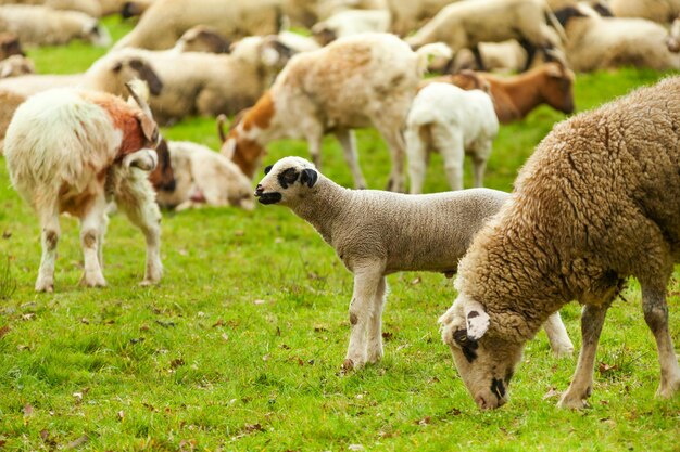 Photo sheep grazing in a field