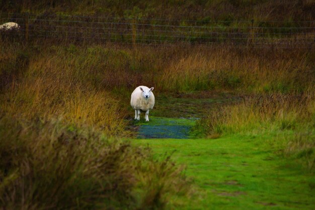 Photo sheep grazing on field