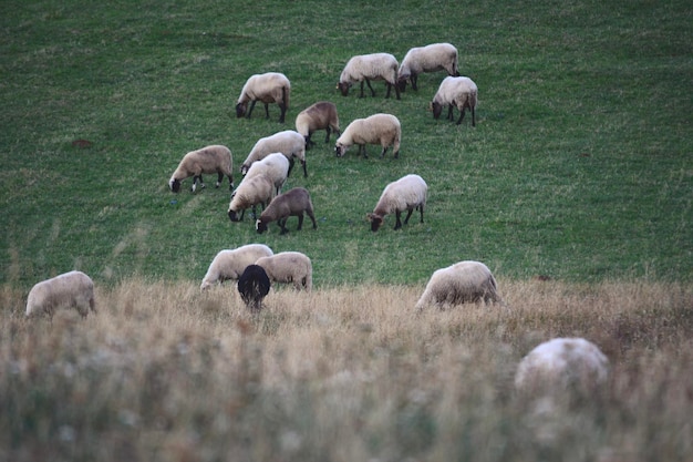 Photo sheep grazing in a field