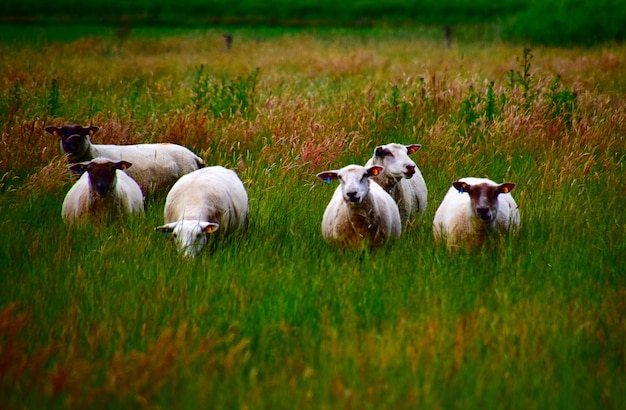 Sheep grazing on field