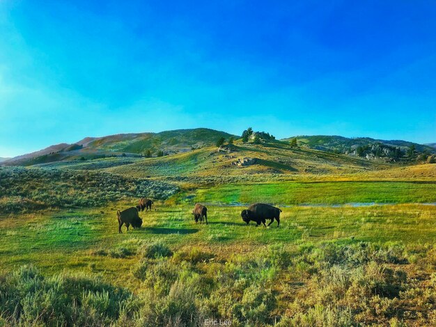 Sheep grazing in a field