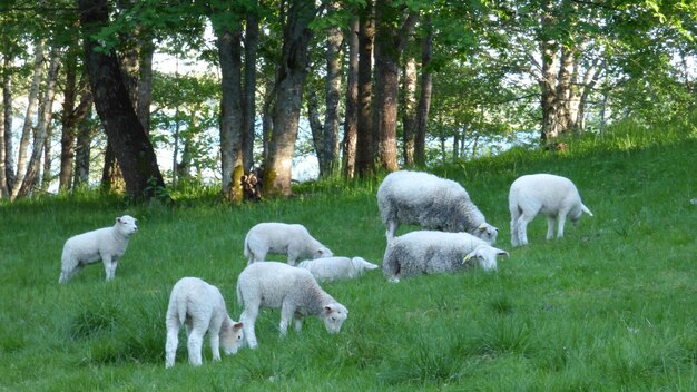 Sheep grazing on field