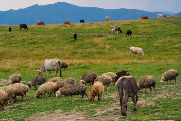 Foto pecore che pascolano in un campo