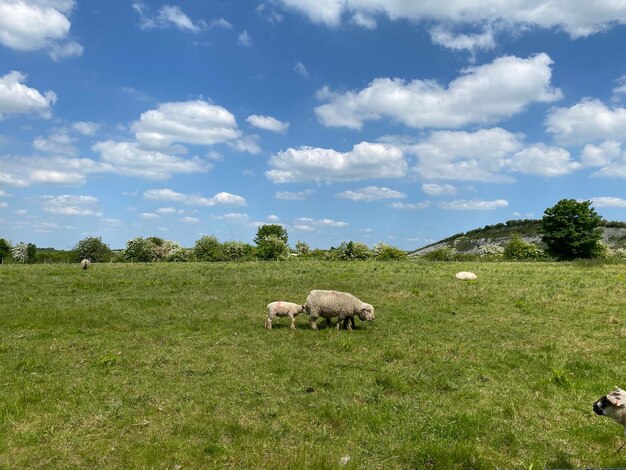 Foto pecore che pascolano in un campo