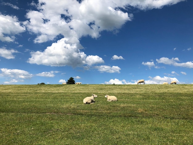 Foto pecore che pascolano in un campo