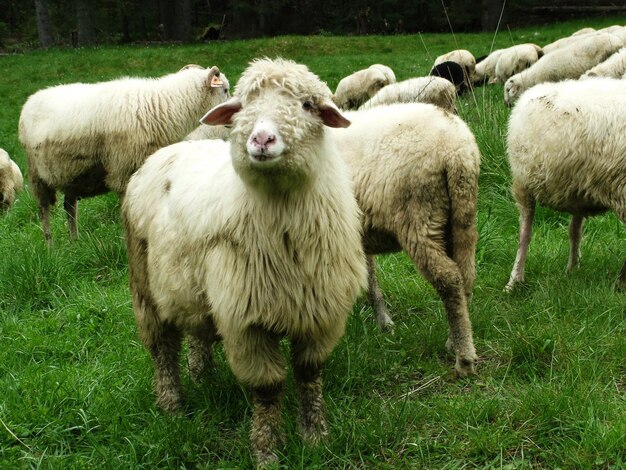 Foto pecore che pascolano sul campo