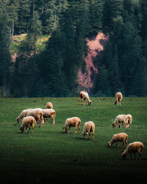 Овцы пасутся на поле