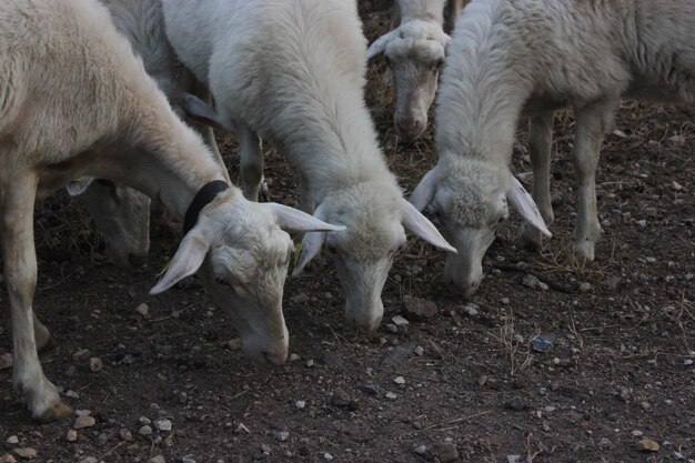 Photo sheep grazing in a field