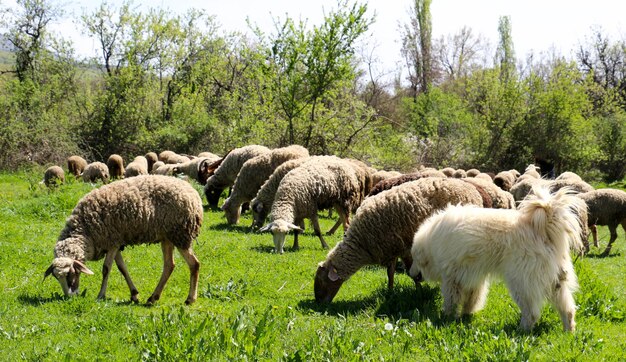 Foto pecore che pascolano sul campo