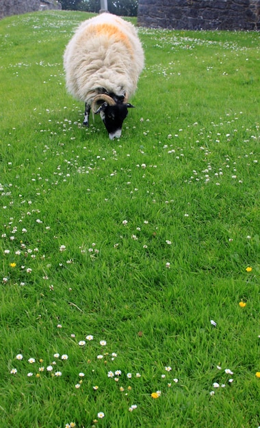 Photo sheep grazing on field