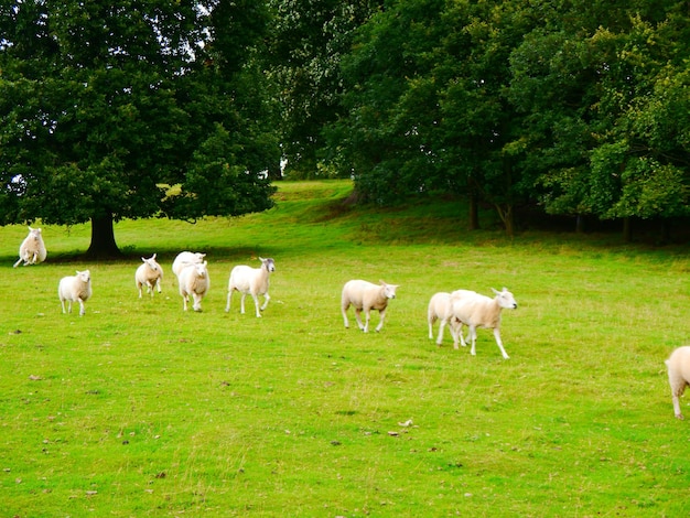 Sheep grazing on field