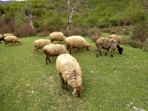 Foto pecore che pascolano in un campo