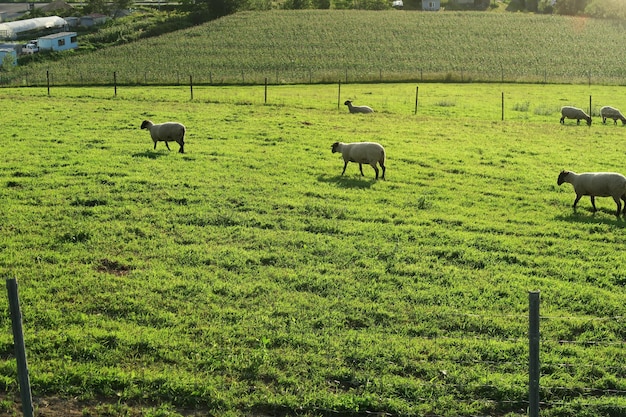 Photo sheep grazing in a field