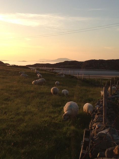 Photo sheep grazing in a field