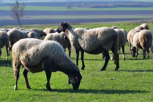 Photo sheep grazing on the field