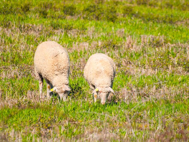 Foto pecore che pascolano sul campo