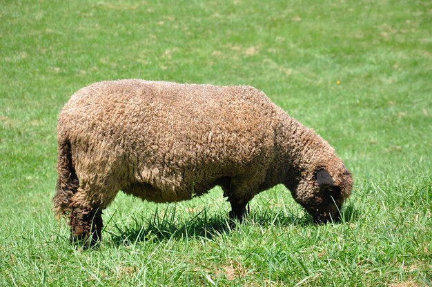 Sheep grazing on field