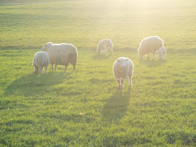 野原 で 牧草 を し て いる 羊