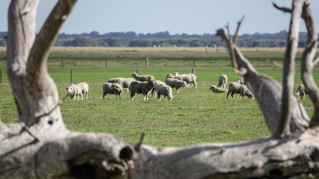 Foto pecore che pascolano sul campo