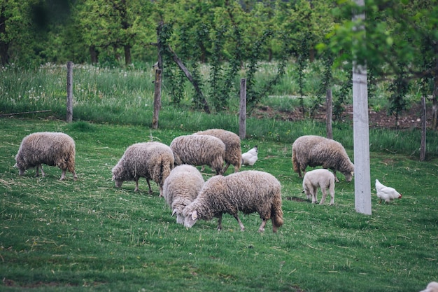 Foto pecore che pascolano nel campo