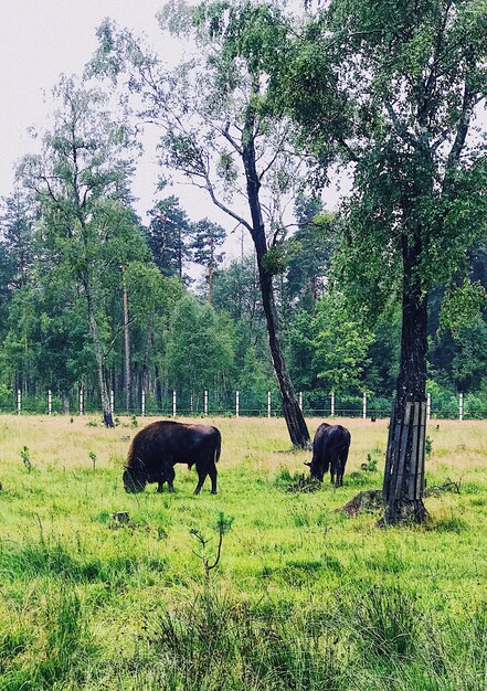 Sheep grazing on field