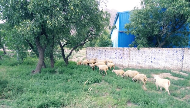 Foto pecore che pascolano sul campo