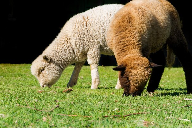 Photo sheep grazing in a field