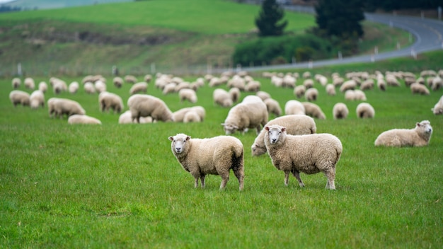 Photo sheep grazing in field