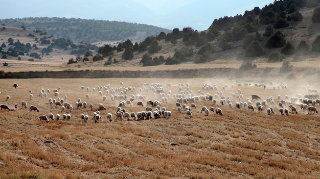 野原での羊の放牧