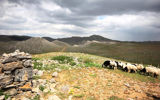 Sheep grazing in field